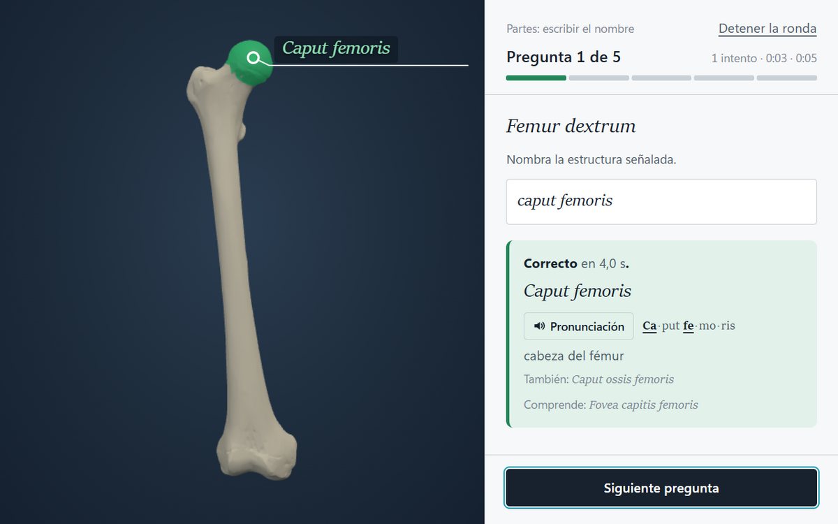 Capturas de pantalla de la aplicación: se señala una parte de un fémur, el estudiante escribe el nombre latino caput femoris y la aplicación confirma la respuesta, con la pronunciación y el nombre en español.