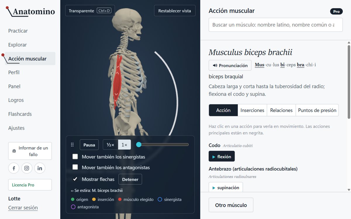 Animación del módulo Acción muscular: el esqueleto flexiona el codo y el m. biceps brachii acompaña el movimiento, con el origen y la inserción coloreados en el hueso.
