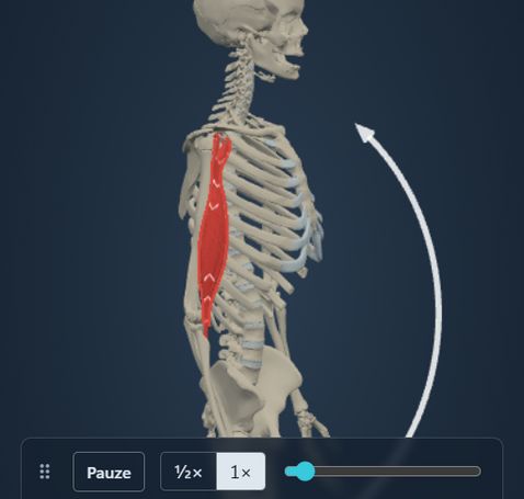 Animazione del modulo Azione muscolare: lo scheletro flette il gomito e il m. biceps brachii segue il movimento, con origine e inserzione colorate sull’osso.