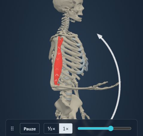 Animazione del modulo Azione muscolare: lo scheletro flette il gomito e il m. biceps brachii segue il movimento, con origine e inserzione colorate sull’osso.