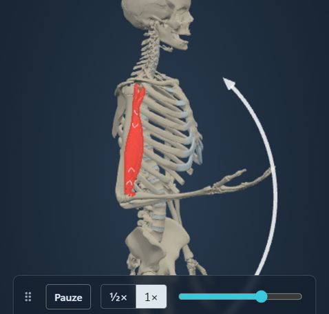 Animazione del modulo Azione muscolare: lo scheletro flette il gomito e il m. biceps brachii segue il movimento, con origine e inserzione colorate sull’osso.