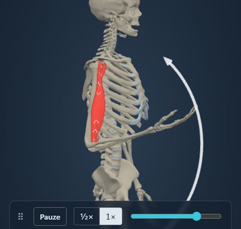 Animazione del modulo Azione muscolare: lo scheletro flette il gomito e il m. biceps brachii segue il movimento, con origine e inserzione colorate sull’osso.