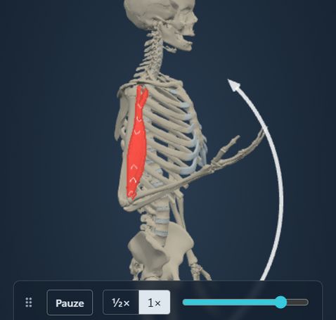 Animazione del modulo Azione muscolare: lo scheletro flette il gomito e il m. biceps brachii segue il movimento, con origine e inserzione colorate sull’osso.