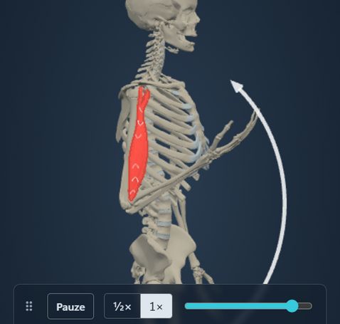 Animazione del modulo Azione muscolare: lo scheletro flette il gomito e il m. biceps brachii segue il movimento, con origine e inserzione colorate sull’osso.
