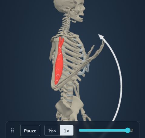 Animazione del modulo Azione muscolare: lo scheletro flette il gomito e il m. biceps brachii segue il movimento, con origine e inserzione colorate sull’osso.