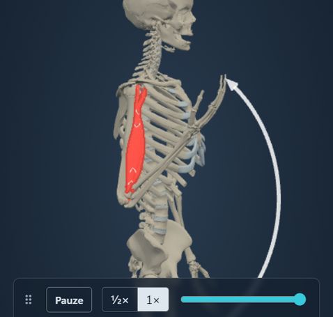 Animazione del modulo Azione muscolare: lo scheletro flette il gomito e il m. biceps brachii segue il movimento, con origine e inserzione colorate sull’osso.