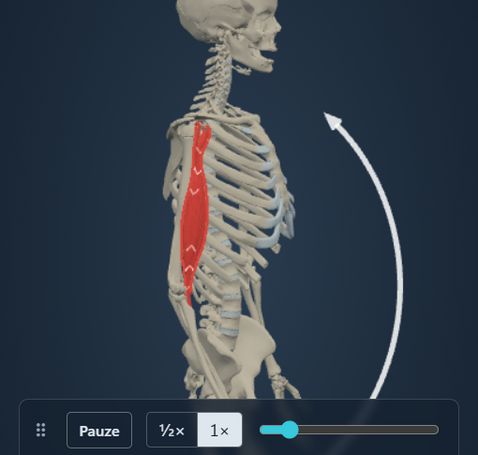 Animazione del modulo Azione muscolare: lo scheletro flette il gomito e il m. biceps brachii segue il movimento, con origine e inserzione colorate sull’osso.