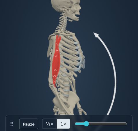 Animazione del modulo Azione muscolare: lo scheletro flette il gomito e il m. biceps brachii segue il movimento, con origine e inserzione colorate sull’osso.