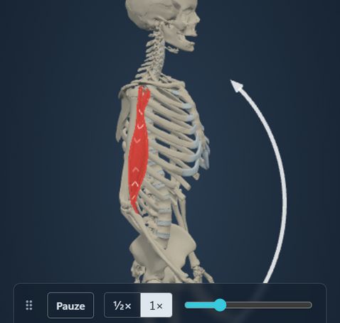 Animazione del modulo Azione muscolare: lo scheletro flette il gomito e il m. biceps brachii segue il movimento, con origine e inserzione colorate sull’osso.
