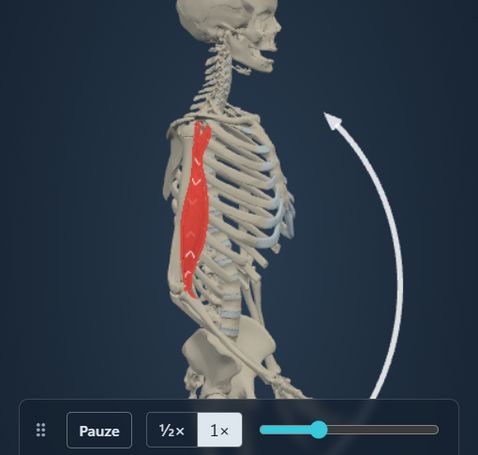 Animazione del modulo Azione muscolare: lo scheletro flette il gomito e il m. biceps brachii segue il movimento, con origine e inserzione colorate sull’osso.