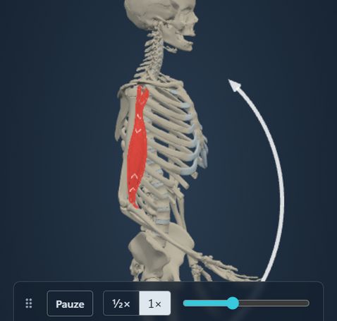 Animazione del modulo Azione muscolare: lo scheletro flette il gomito e il m. biceps brachii segue il movimento, con origine e inserzione colorate sull’osso.
