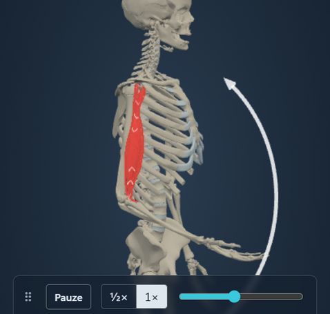 Animazione del modulo Azione muscolare: lo scheletro flette il gomito e il m. biceps brachii segue il movimento, con origine e inserzione colorate sull’osso.