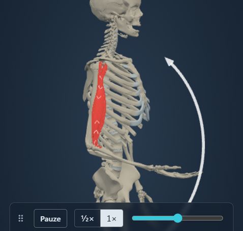Animazione del modulo Azione muscolare: lo scheletro flette il gomito e il m. biceps brachii segue il movimento, con origine e inserzione colorate sull’osso.