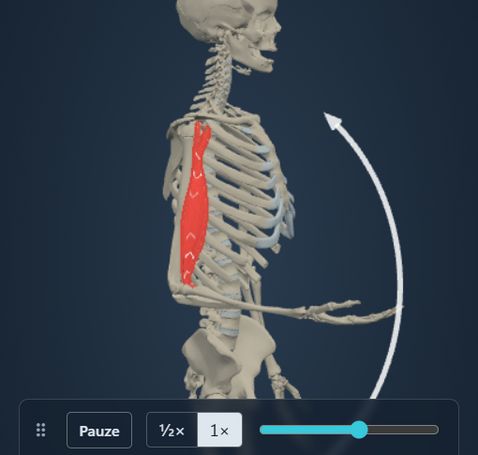 Animazione del modulo Azione muscolare: lo scheletro flette il gomito e il m. biceps brachii segue il movimento, con origine e inserzione colorate sull’osso.