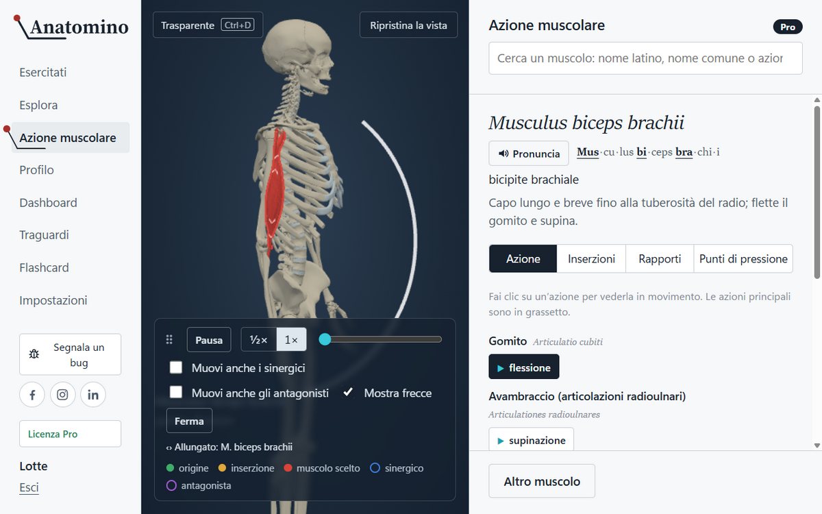 Animazione del modulo Azione muscolare: lo scheletro flette il gomito e il m. biceps brachii segue il movimento, con origine e inserzione colorate sull’osso.
