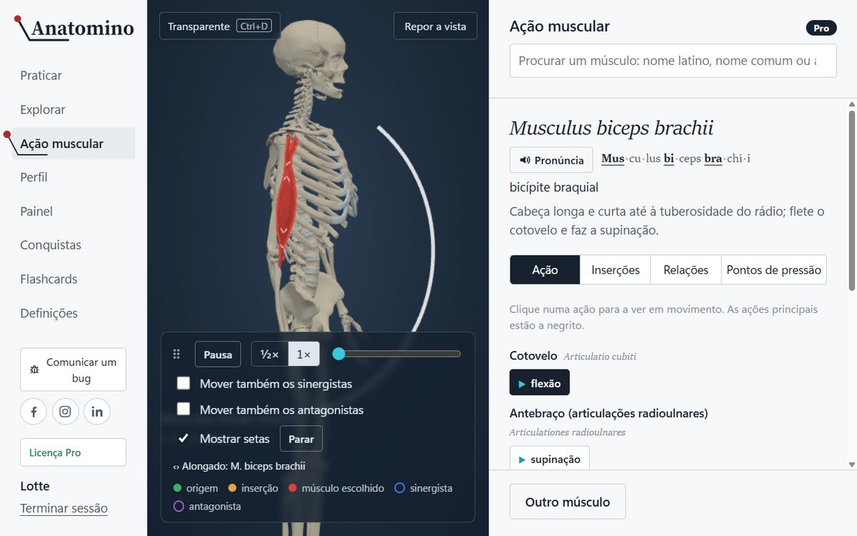 Animação do módulo Ação muscular: o esqueleto flete o cotovelo e o m. biceps brachii acompanha o movimento, com a origem e a inserção coloridas no osso.